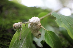 Coniodictyum chevalieri