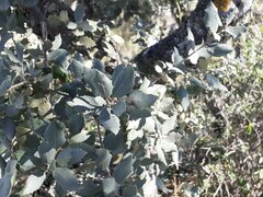 Quercus rotundifolia