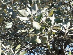 Quercus rotundifolia