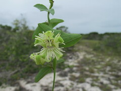 Passiflora misera
