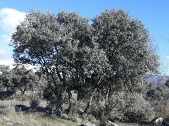 Quercus rotundifolia