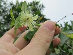 Passiflora misera
