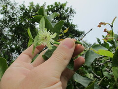 Passiflora misera