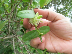 Passiflora misera