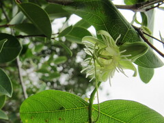 Passiflora misera