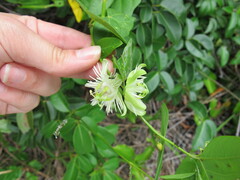 Passiflora misera