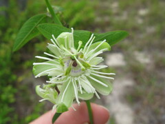 Passiflora misera