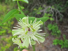 Passiflora misera