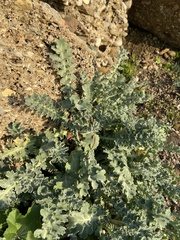 Verbascum sinuatum