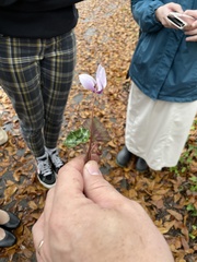 Cyclamen hederifolium