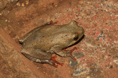 Hyperolius viridiflavus