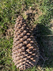 Pinus