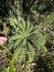 Cirsium horridulum