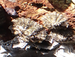 Scutellastra peronii