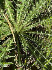 Cirsium horridulum