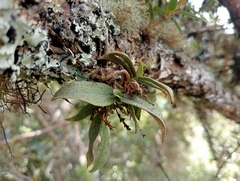 Drymoanthus flavus