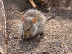 Arvicanthis niloticus