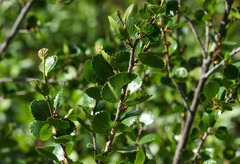 Betula glandulosa
