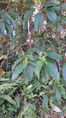 Miconia mirabilis