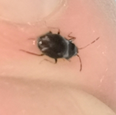 Stygnocoris