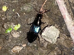 Philonthus caeruleipennis