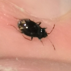 Stygnocoris