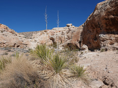 Yucca utahensis