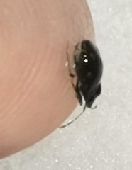 Stygnocoris