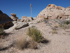 Yucca utahensis