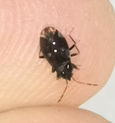 Stygnocoris