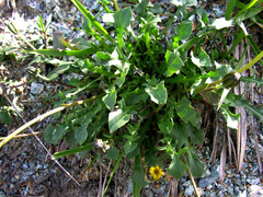 Hypochaeris robertia