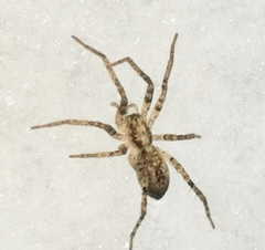 Anyphaena accentuata