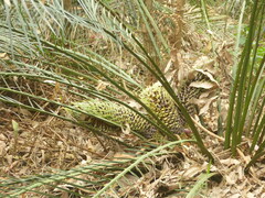 Macrozamia communis