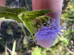 Praxelis clematidea