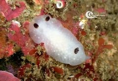 Cadlina pellucida