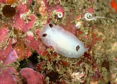 Cadlina pellucida