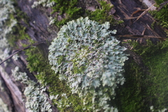 Heterodermia albicans