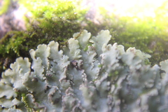 Heterodermia albicans