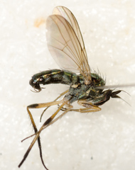 Rhaphium