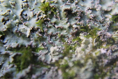 Heterodermia albicans