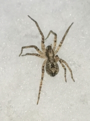 Anyphaena accentuata