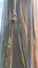 Eucalyptus deglupta