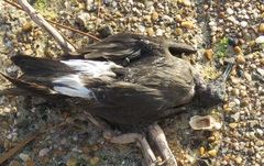 Hydrobates leucorhous