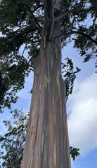 Eucalyptus deglupta