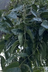 Eucalyptus deglupta