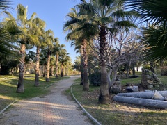 Washingtonia robusta