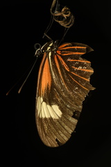 Heliconius