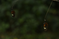 Heliconius