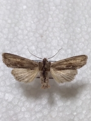 Lithophane semibrunnea