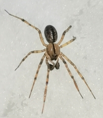 Stemonyphantes lineatus